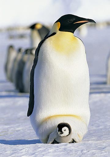 Loài chim cánh cụt chăm sóc và bảo vệ con.